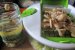 Tartă cu praz, pui, ciuperci, măsline verzi umplute cu anșoa-5