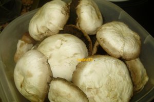Vinete umplute