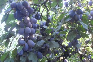 Muffins cu prune si Chokotoff