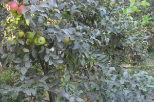 Prajitura "turnata" cu mere