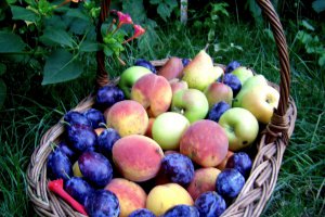 Rulada cu prune si crema de branza