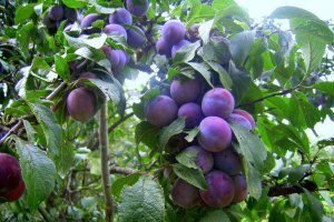 Dulceata de prune decojite