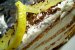 Tort merengue cu crema de lamaie-4