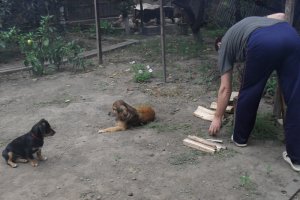 Ardei copt pentru iarna