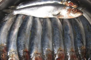 Sardine la cuptor
