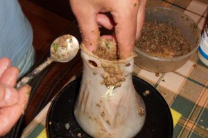 Gusa de curcan umpluta