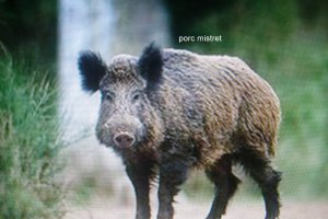 Tocanita de porc mistret