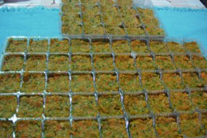 Cuburi concentrate de legume
