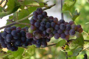 Sirop din must de struguri