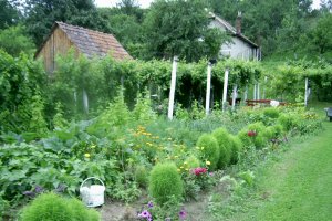 Sirop din must de struguri