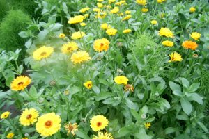 Sirop din must de struguri