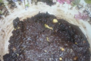 Choco cookies Husanu