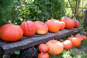 Dovlecei de Halloween