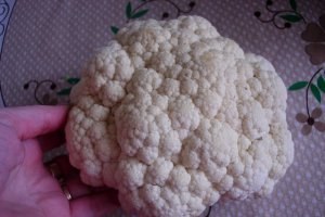 Pasta de conopida