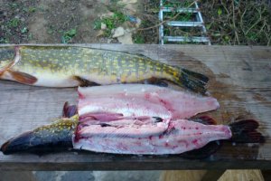 File de stiuca,fara piele,fara os ,fript cu garnitura de cartofi nature,patrunjel verde si lamaie
