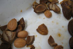 Dulceata de caise