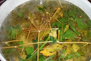 Castraveti in saramura