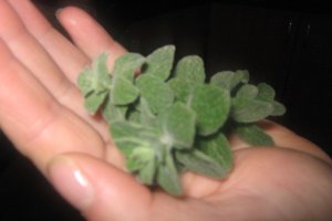 Vinete in sos de rosii cu za'atar
