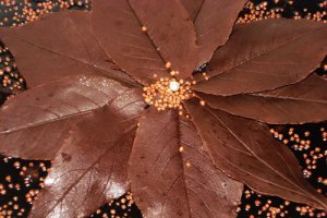 Tort Amandina