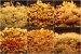 Nasi Goreng-Stir-Fry de orez cu pui si creveti-0