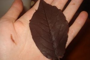 Frunze de ciocolata