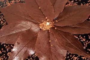 Frunze de ciocolata