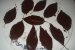 Frunze de ciocolata-2