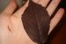 Frunze de ciocolata-4