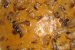 Stroganoff-0