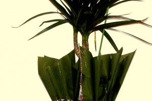 Chec cu ciocolata