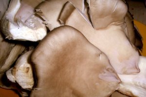 Pleurotus pane