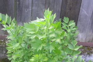 Ciorba cu ciolan afumat, leurda si moare de varza
