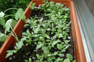 Salata de primavara din epoca de piatra