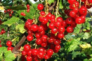 Dulceata de strugurei, rabarbura si visine