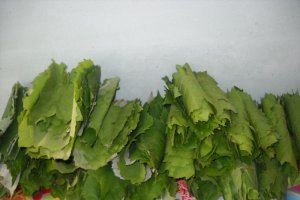 Frunze de vita conservate