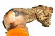 Curcuma
