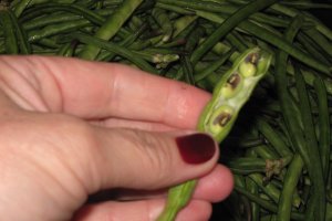 Mancare scazuta  de” lubiya”(“ black eyed pea”,”black eyed bean”,lobia)