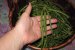 Mancare scazuta  de” lubiya”(“ black eyed pea”,”black eyed bean”,lobia)-5
