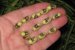 Mancare scazuta  de” lubiya”(“ black eyed pea”,”black eyed bean”,lobia)-7