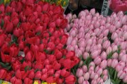 Simfonia  florilor-Piata plutitoare de flori Amsterdam