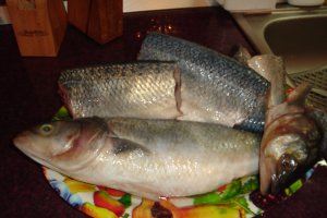 Somon pe pat de legume