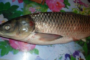 Ciorba de peste proaspat
