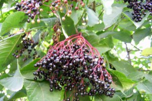 Dulceata din fructe de soc