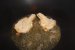 Pleurotus pane cu cascaval-7