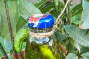 Ulei de masline aromat