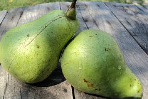 Rasturnata cu pere
