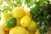 Limonada cu miere-0