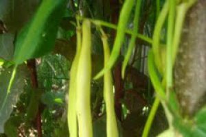 Sufleu de fasole verde