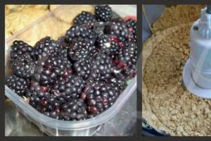 Cheesecake cu vanilie si mure