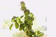 Ierburi si plante aromatice